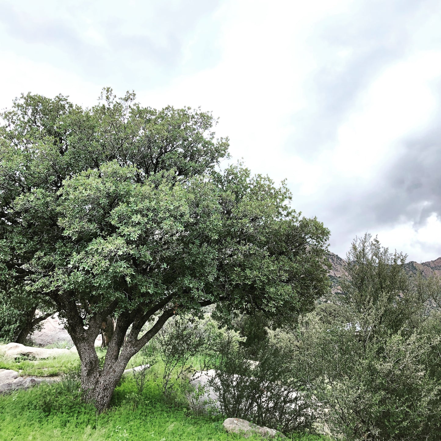 *RETAIL - Quercus arizonica