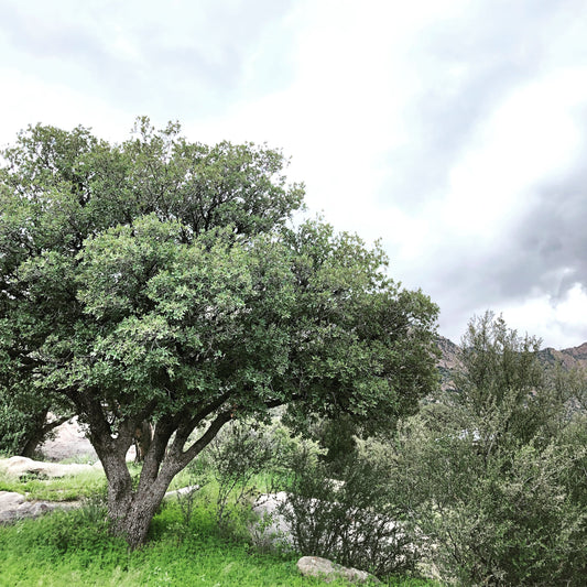 *RETAIL - Quercus arizonica