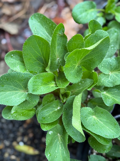 *RETAIL - Eryngium planum 'Blue Glitter'