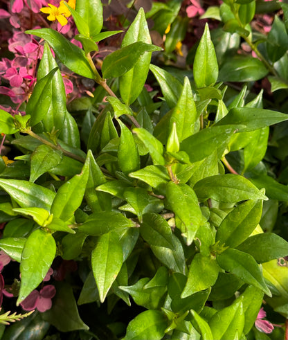 Aeschynanthus garrettii