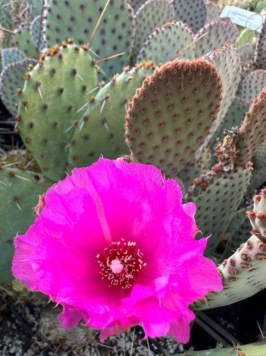 *RETAIL - Opuntia basilaris 'Sara's Compact'