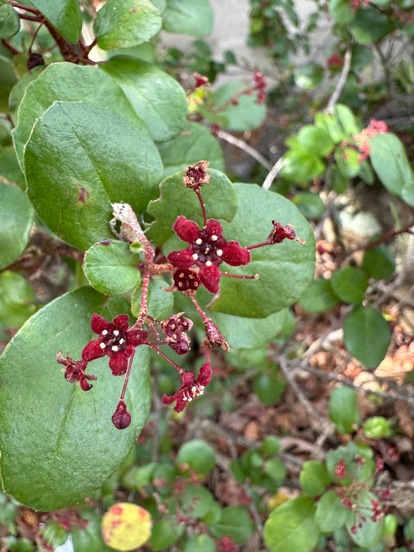 *RETAIL - Ribes viburnifolium