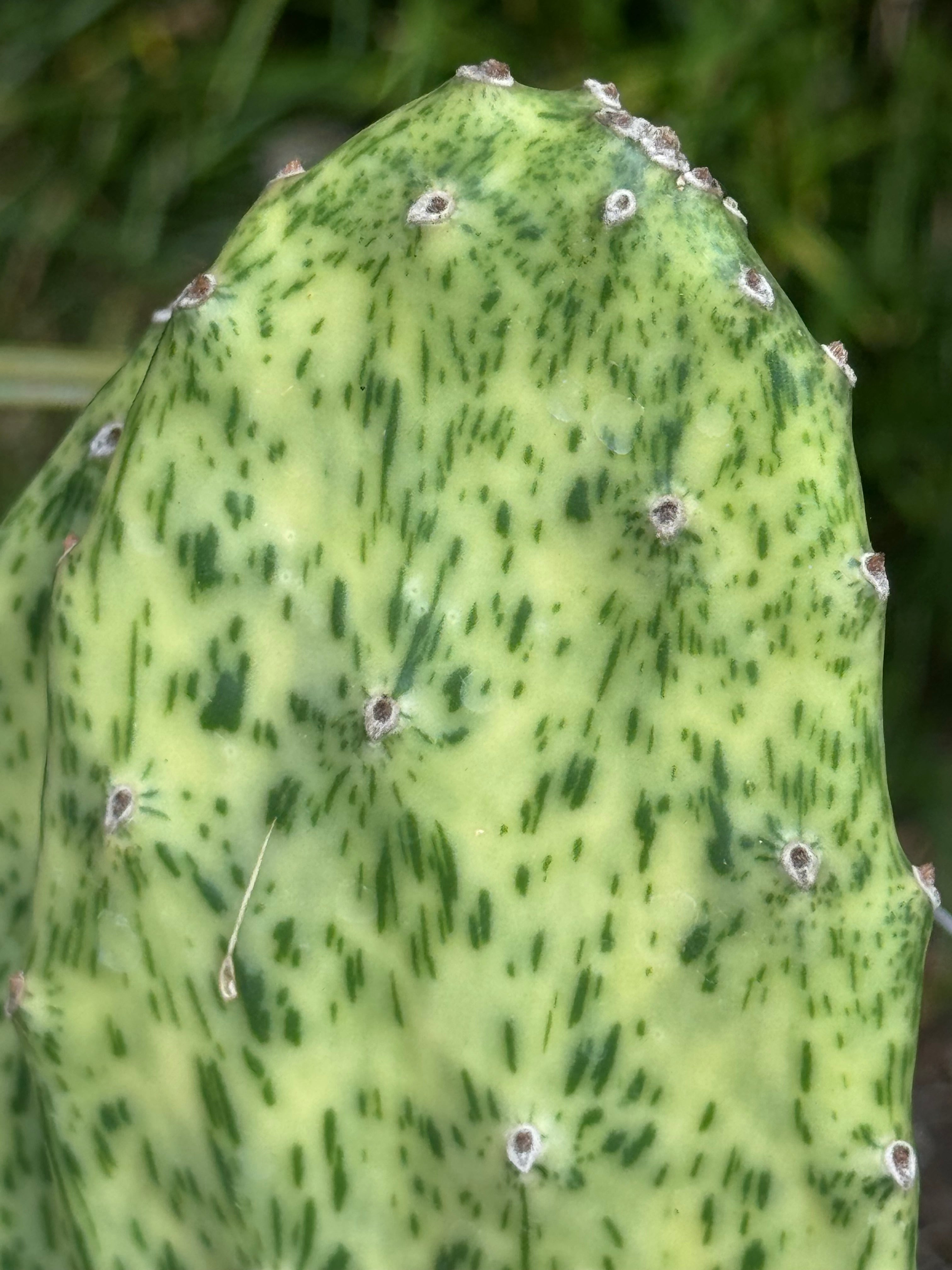 CraftA 花梨瘤 Opuntia cochenillifera 'Sunset' – Cistus Nursery