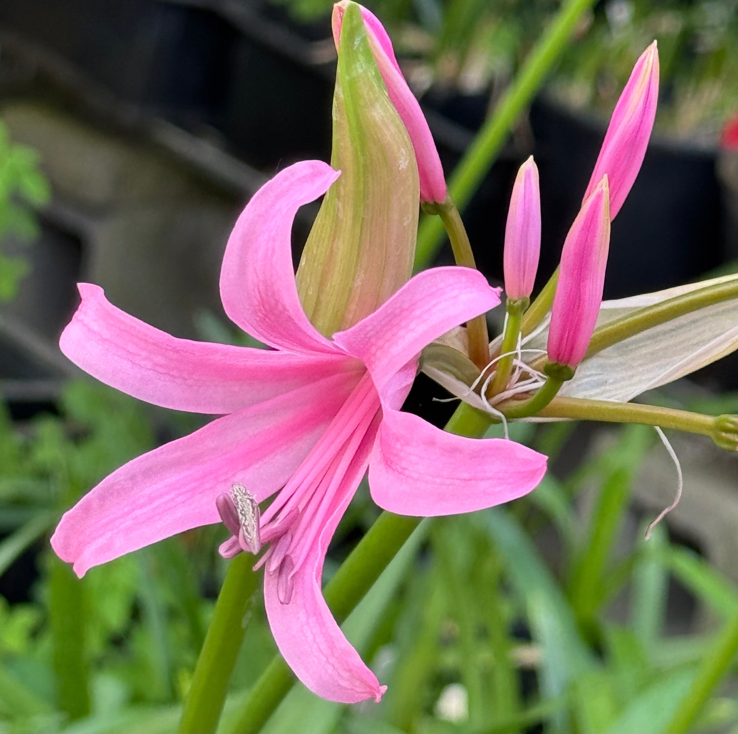 Nerine filifolia