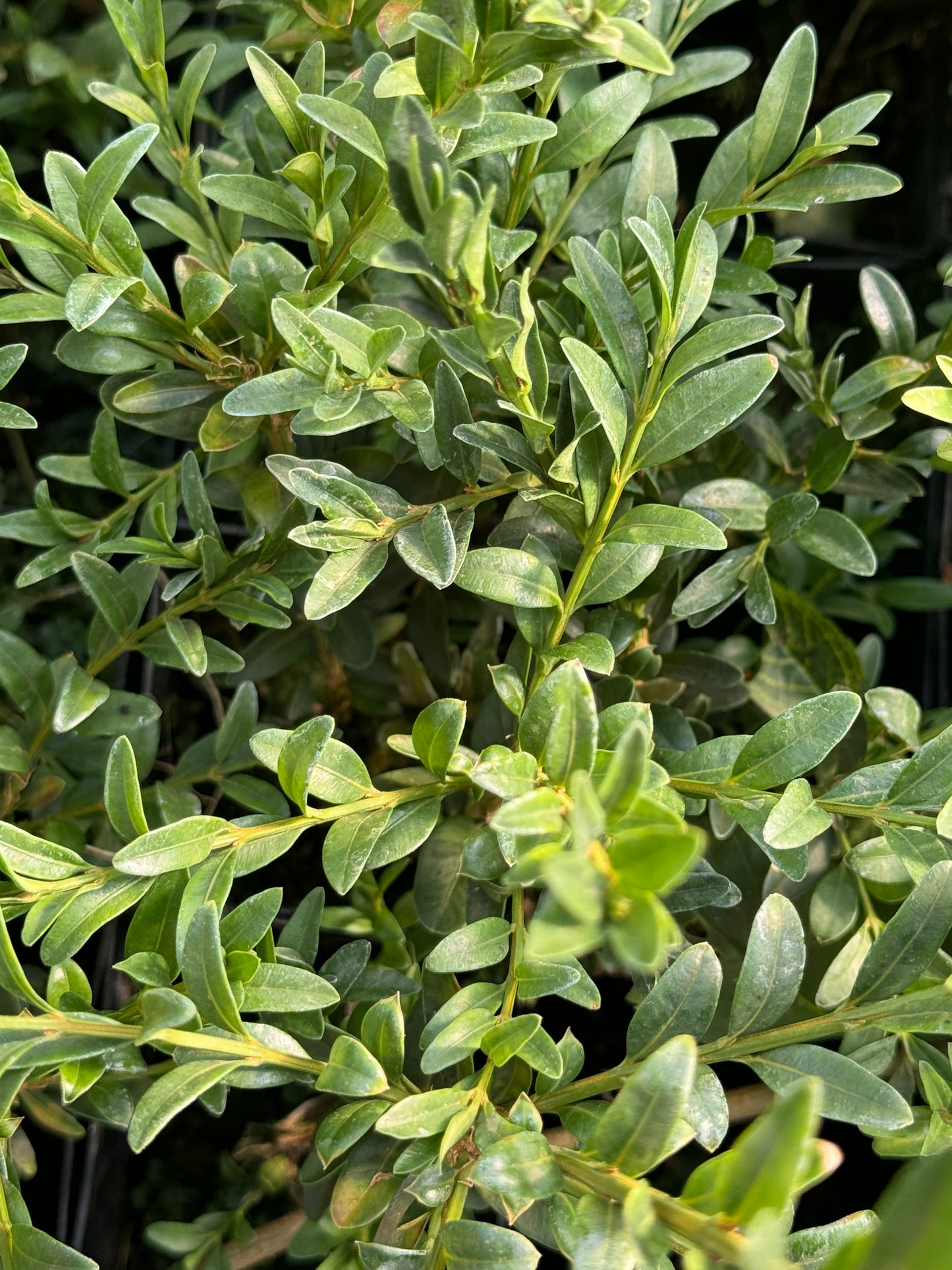 Buxus sempervirens 'Rosmarinifolia'