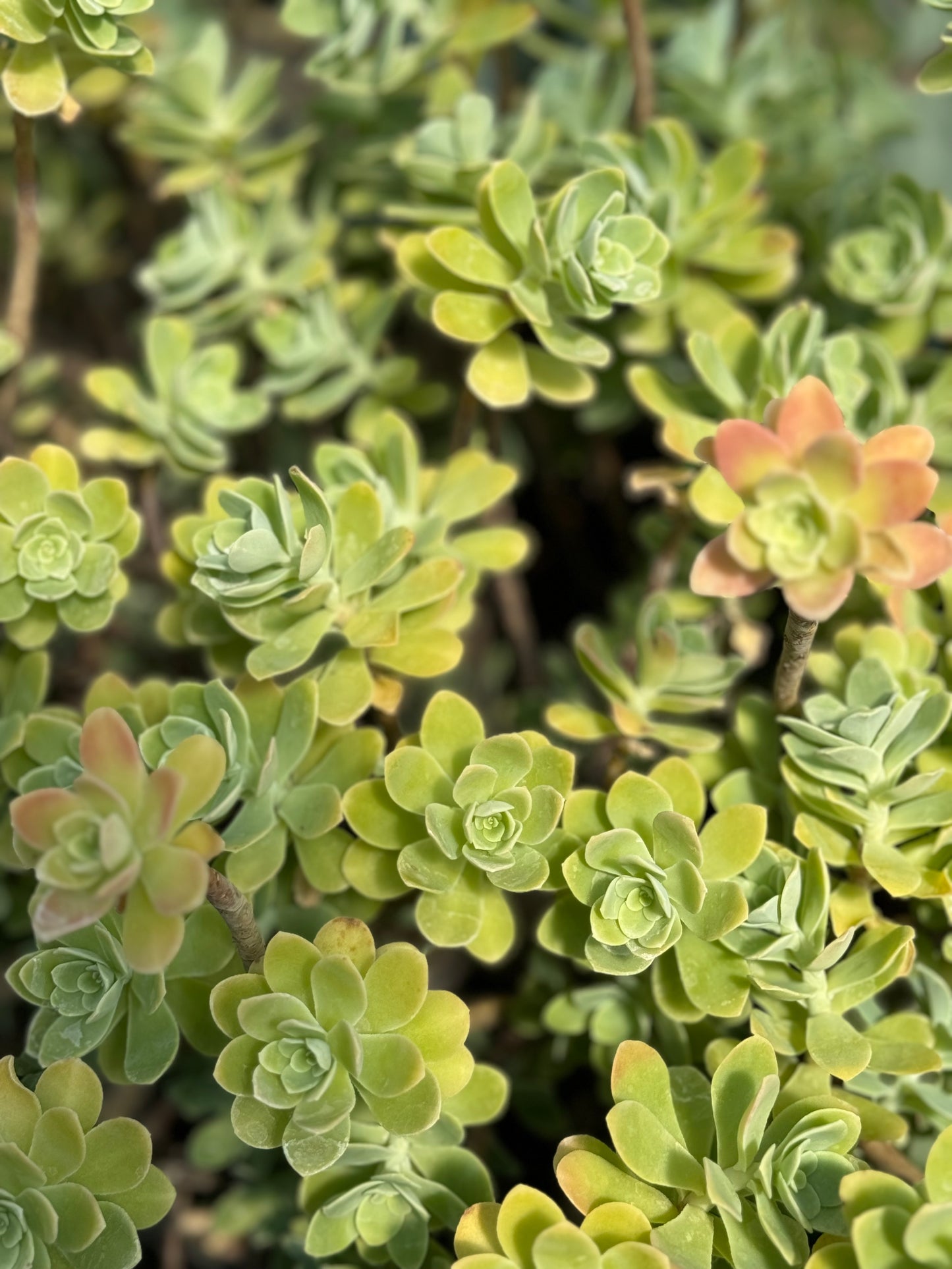 Sedum palmeri 'Guatemala'