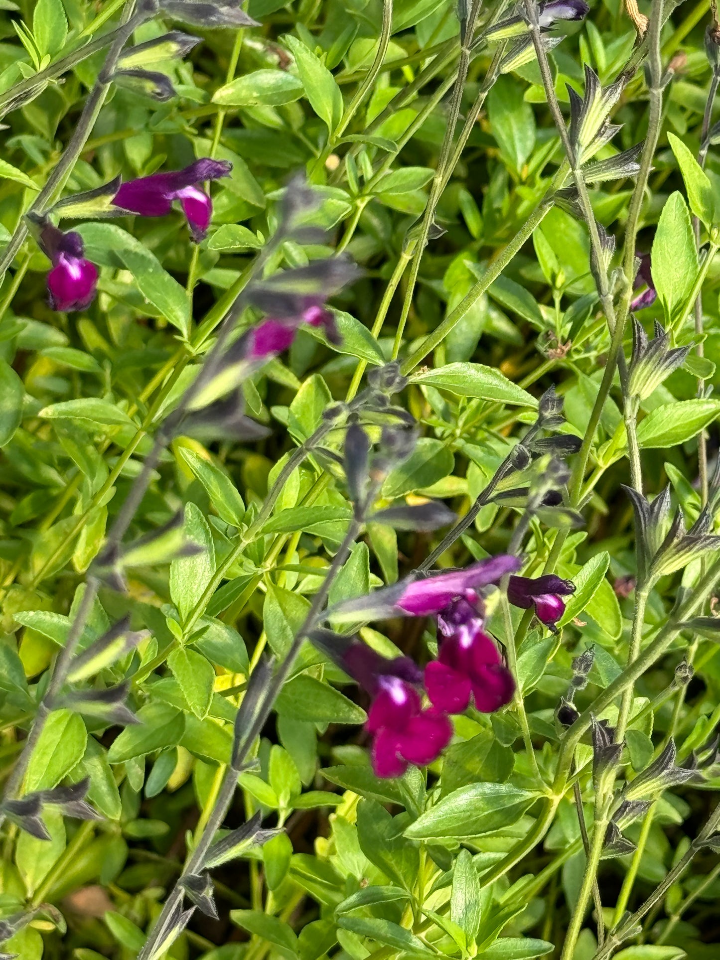 Salvia greggii 'Amethyst Lips'