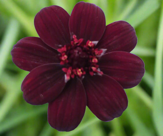 *RETAIL - Cosmos atrosanguineus 'Cherry Chocolate'