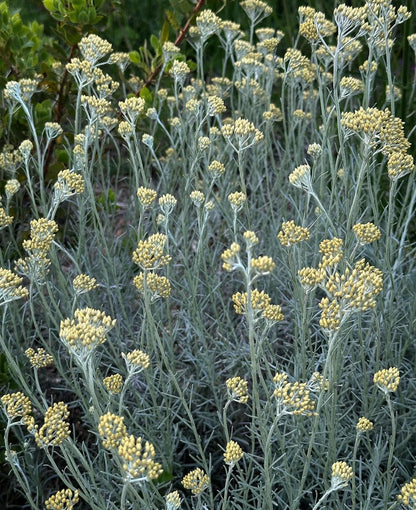 *RETAIL - Helichrysum italicum 'Miel et Curry'