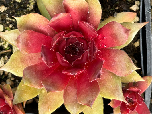 Sempervivum 'Mila'