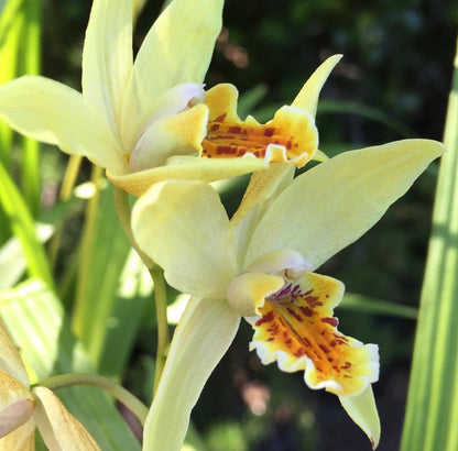 *RETAIL - Bletilla ochracaea 'Chinese Butterfly'