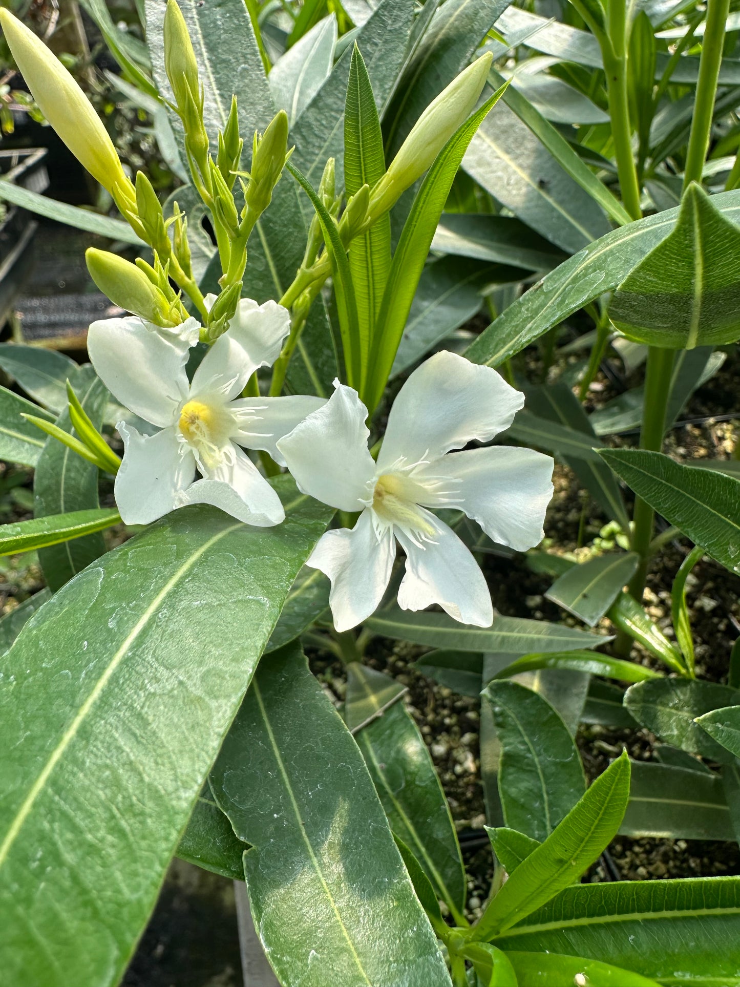 Nerium oleander 'Hardy White'