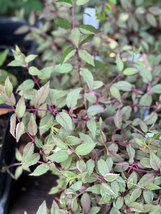 *RETAIL - Fuchsia magellanica 'Tricolor'