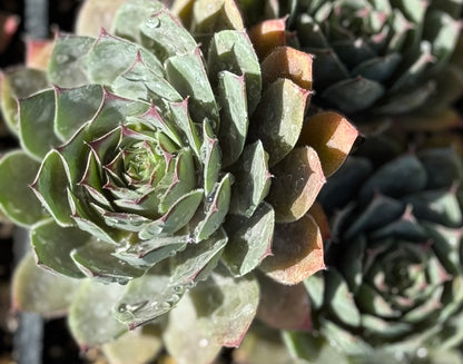 *RETAIL - Sempervivum 'Dark Mountain'
