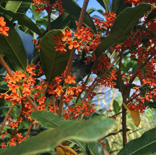 *RETAIL - Osmanthus fragrans var. aurantiacus 'Beni Kin Mokusei'