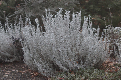 *RETAIL - Lavandula stoechas 'Silver Anouk'