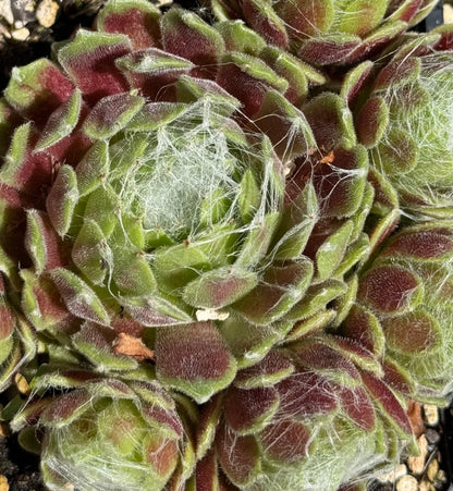*RETAIL - Sempervivum arachnoideum 'Cebenense'