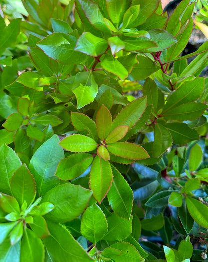 *RETAIL - Arbutus unedo 'Elfin King'