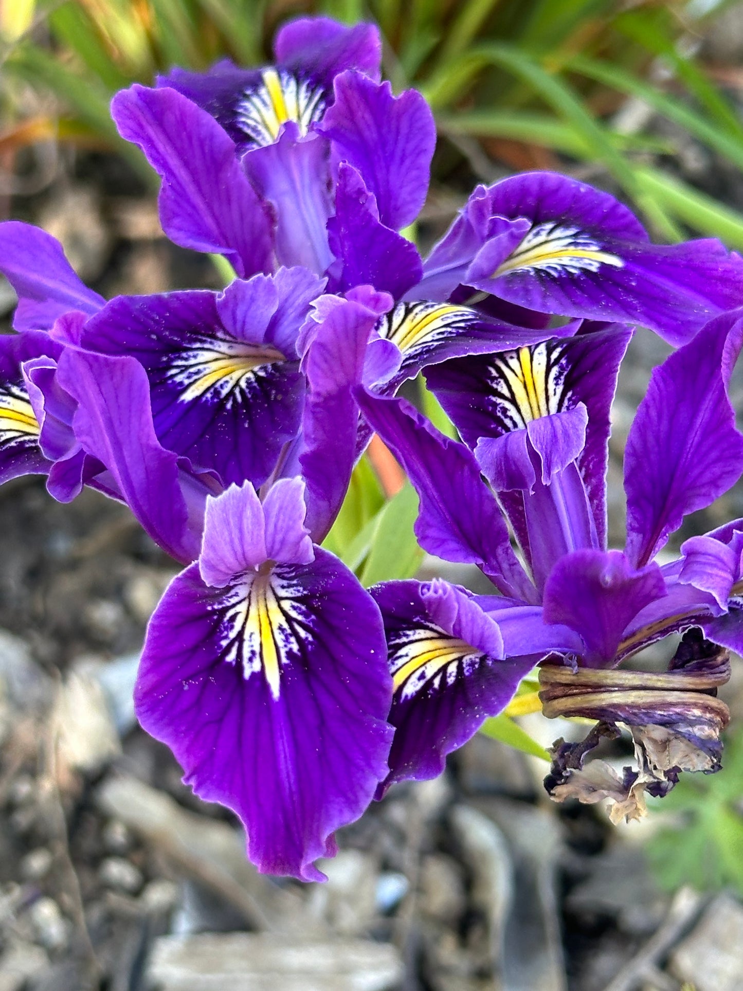 Iris 'Violetta' [Pacific Coast Hybrid]