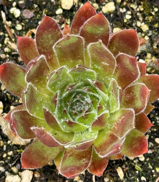 Sempervivum 'Meisse'