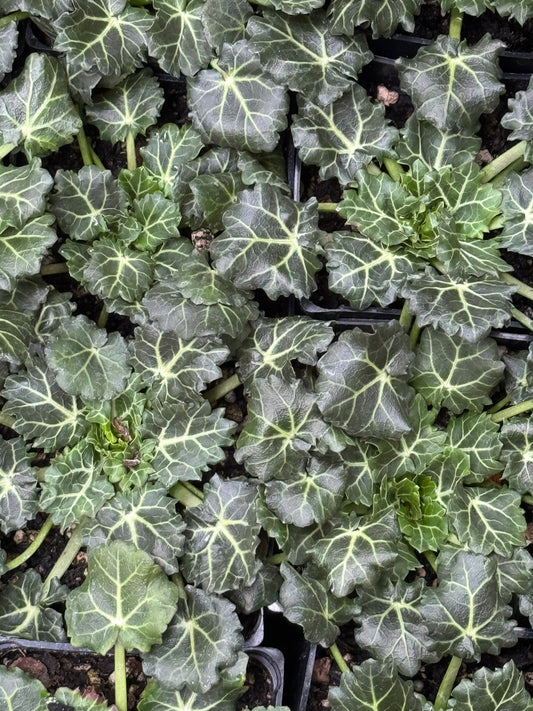 *RETAIL - Eryngium varifolium 'Miss Marble'