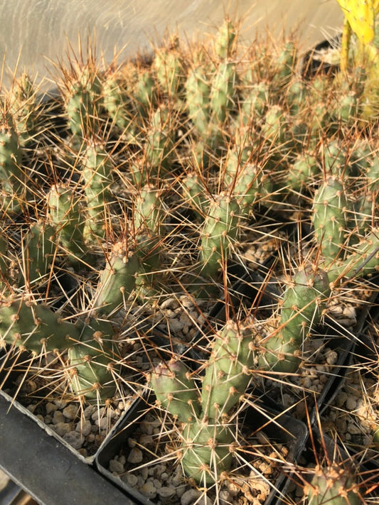 *RETAIL - Opuntia fragilis 'Bishop Springs'