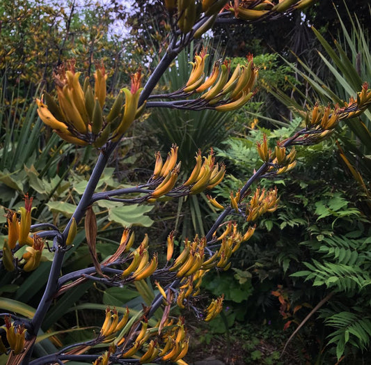 *RETAIL - Phormium cookianum