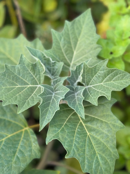 Datura wrightii