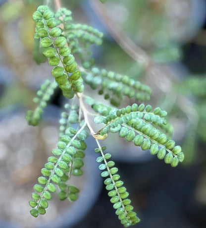 *RETAIL - Sesbania drummondii