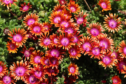 *RETAIL - Delosperma 'Fire Spinner'