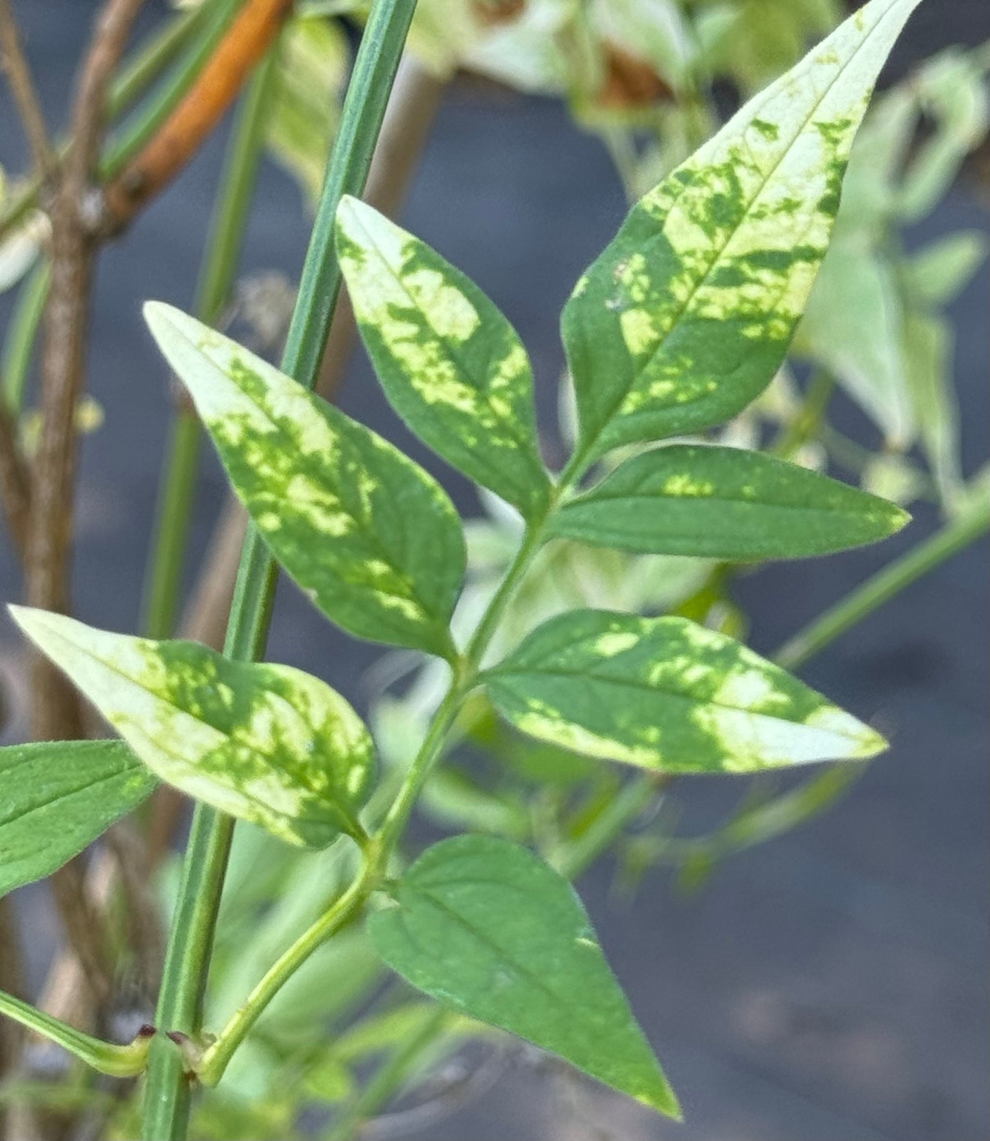 *RETAIL - Jasminum officinale 'Aureovariegatum'