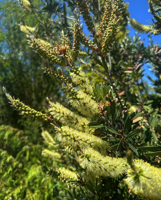 *RETAIL - Callistemon pallidus 'Best Blue'