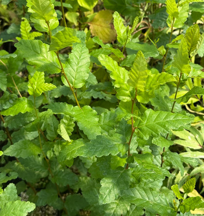 Nothofagus obliqua