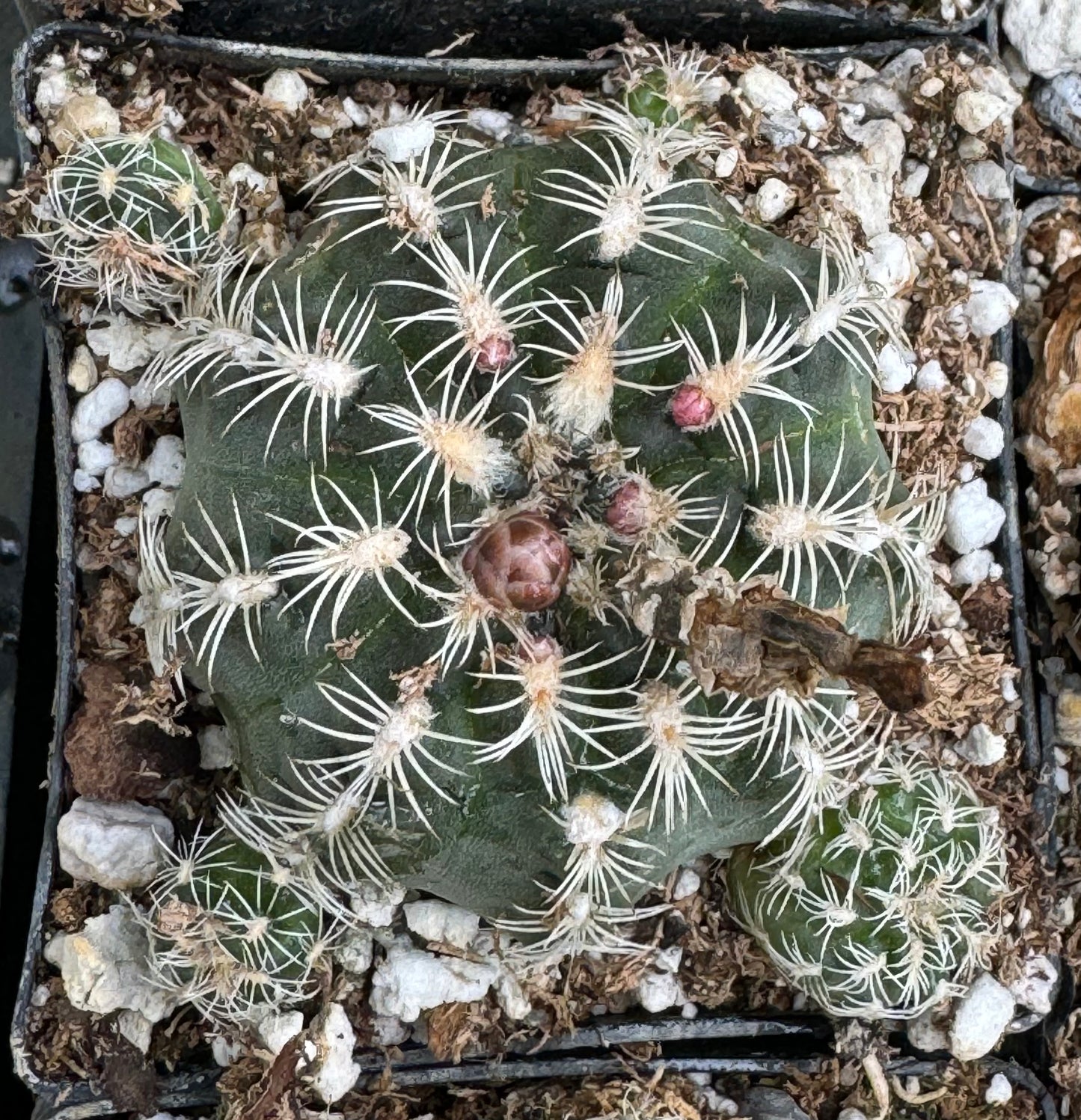 *RETAIL - Gymnocalycium bruchii