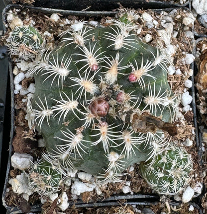 Gymnocalycium bruchii