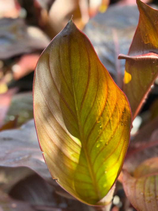 *RETAIL - Canna musifolia 'Rubra'