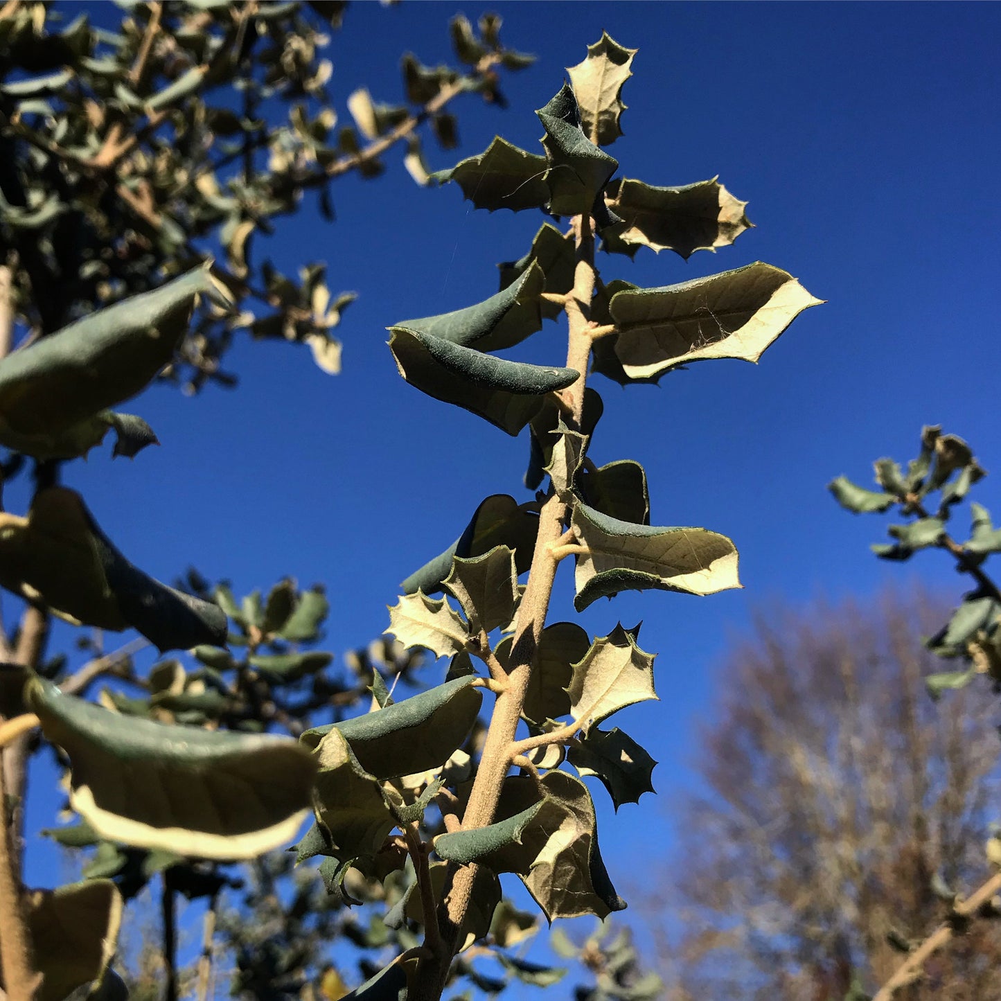 *RETAIL - Quercus rotundifolia