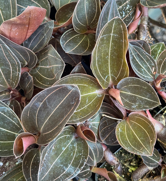 *RETAIL - Ludochilus x 'Sea Turtle'