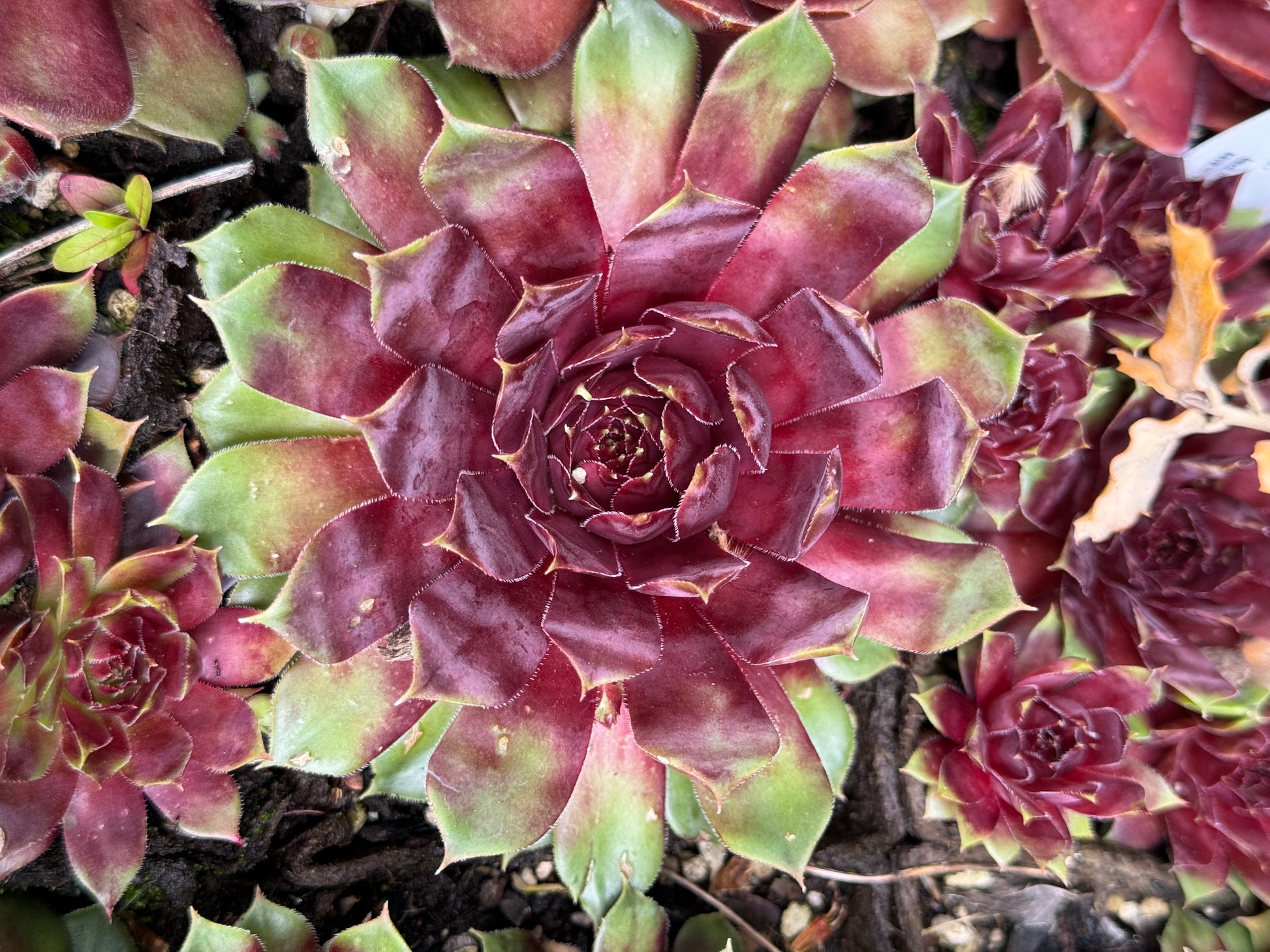 purple rosette succulent Sempervivum 'Purple King' – Cistus Nursery