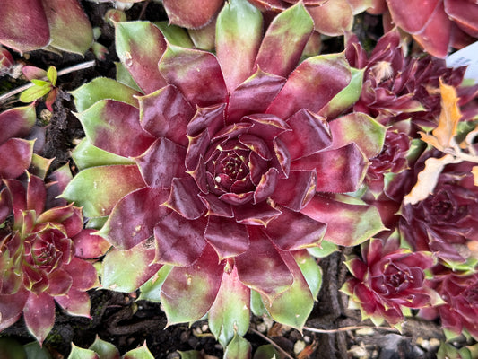 Sempervivum 'Purple King'