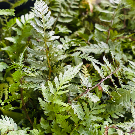 *RETAIL - Athyrium niponicum var. pictum