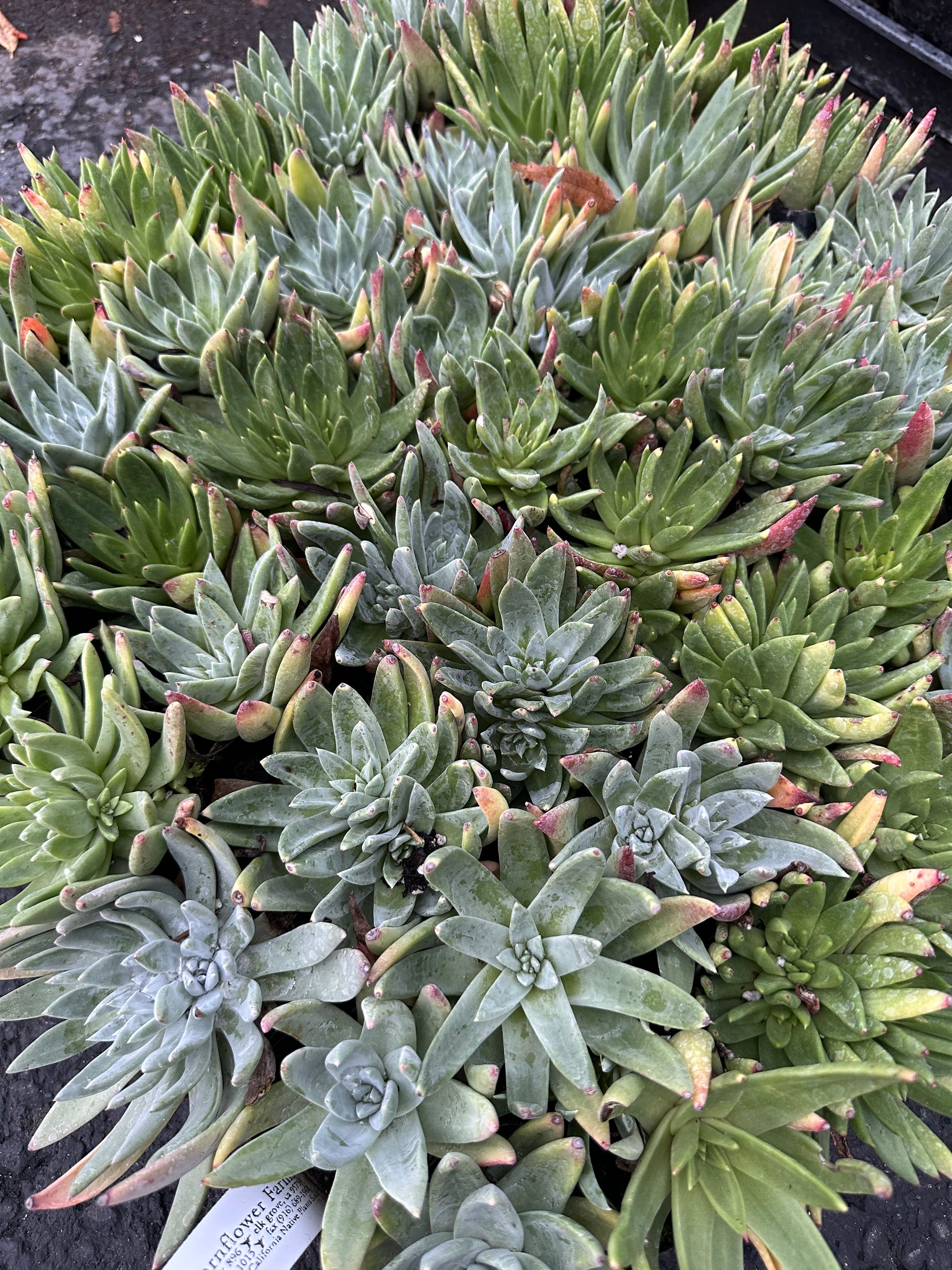 dudleya succulent Dudleya farinosa