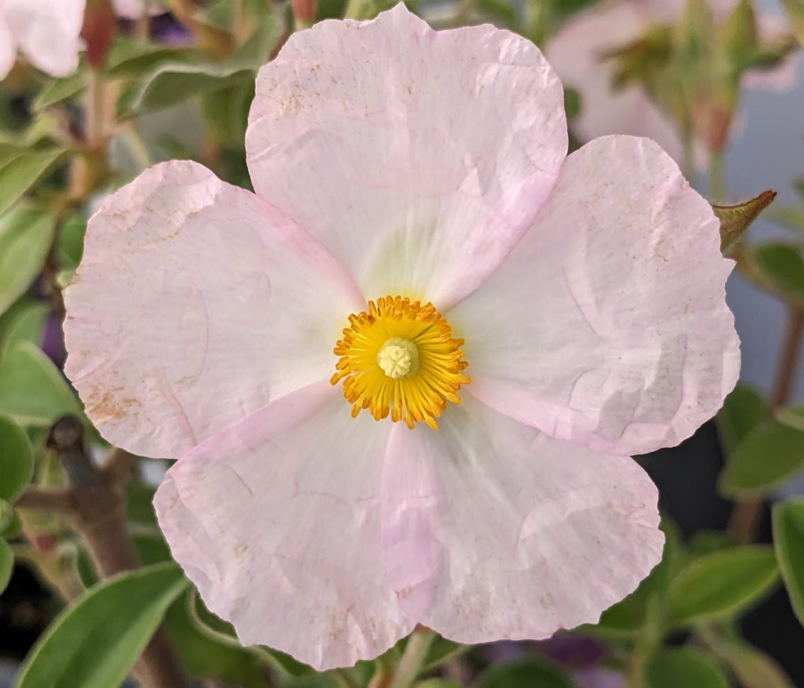 *RETAIL - Cistus x pagei