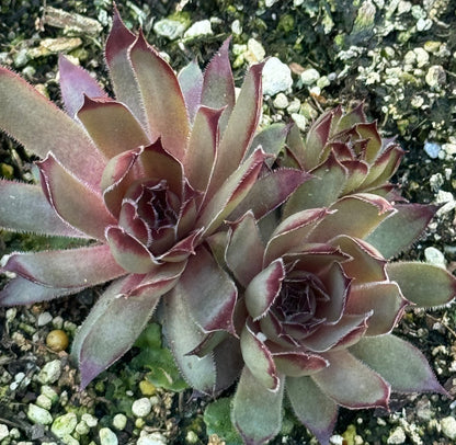 *RETAIL - Sempervivum 'Jeramia'