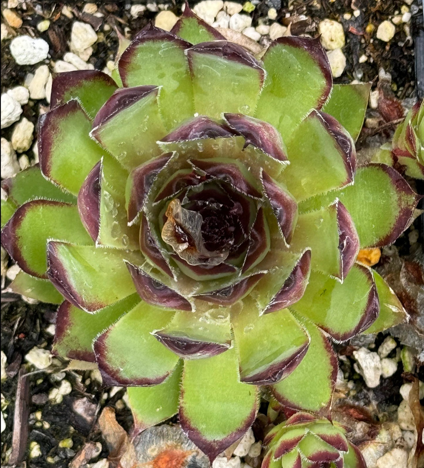 Sempervivum 'Memento'