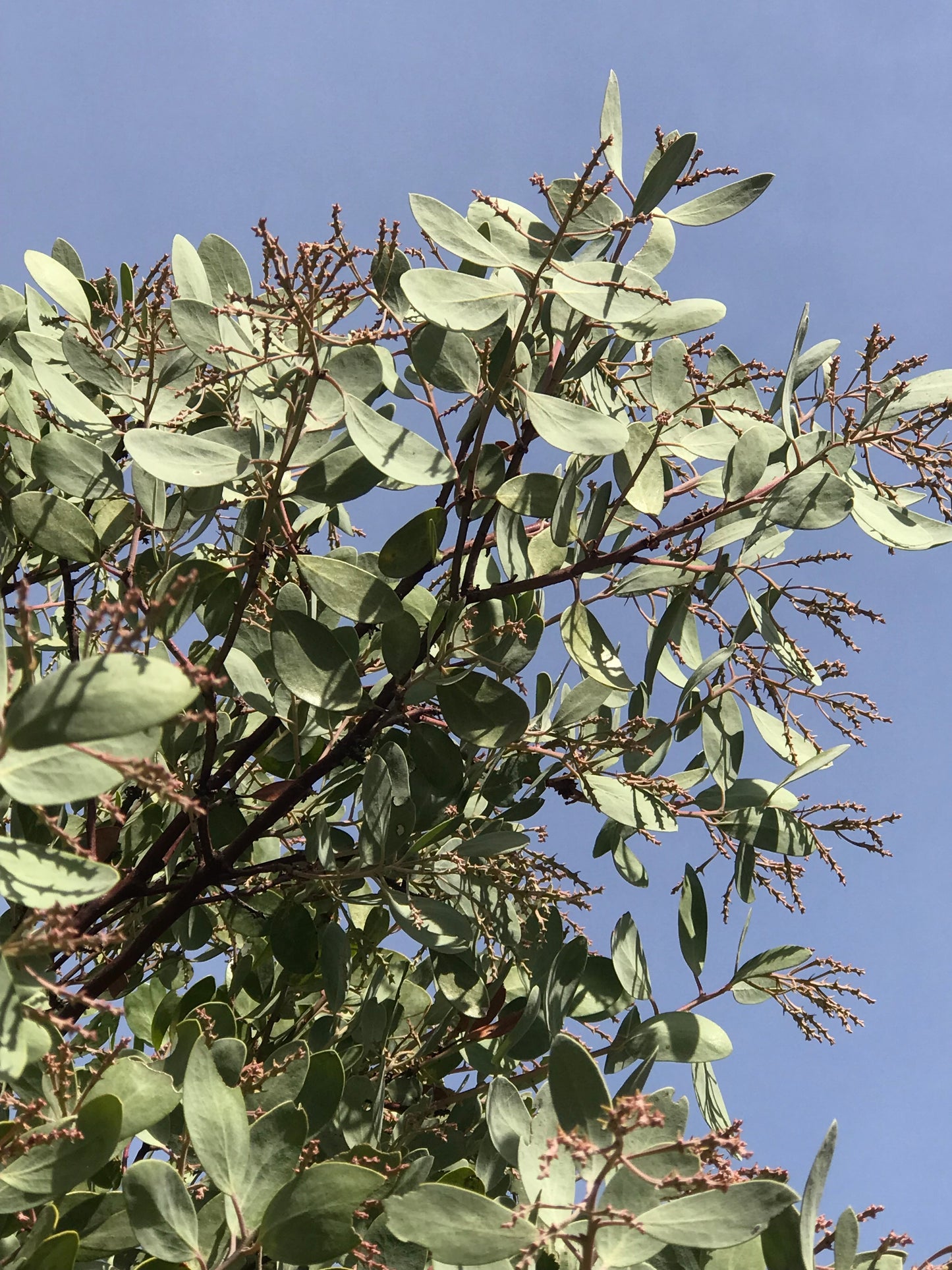 Arctostaphylos manzanita ‘Ishi Pishi Sister’