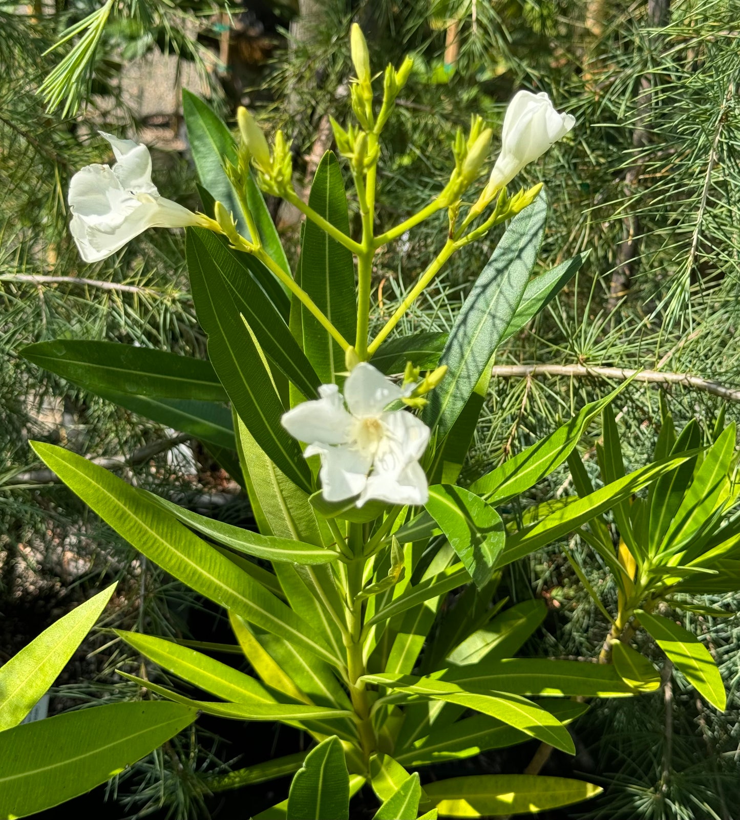 *RETAIL - Nerium oleander 'Sister Agnes'