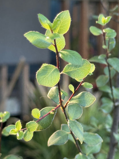 *RETAIL - Pittosporum tenuifolium 'Oliver Twist'