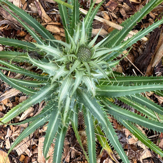 *RETAIL - Eryngium cymosum