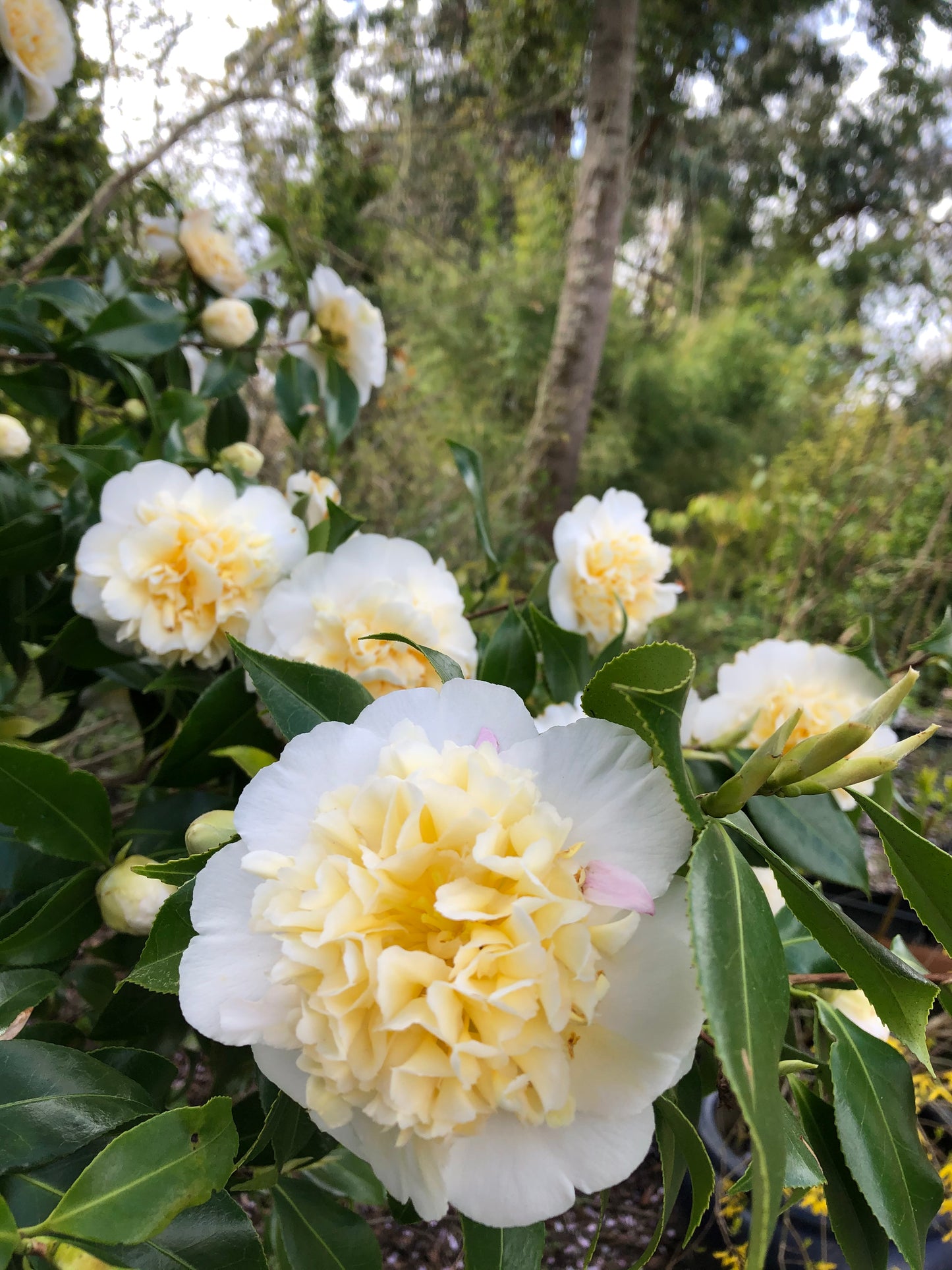 *RETAIL - Camellia x 'Buttermint'